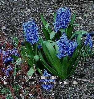 Photo of Hyacinths (Hyacinthus) uploaded by bumplbea