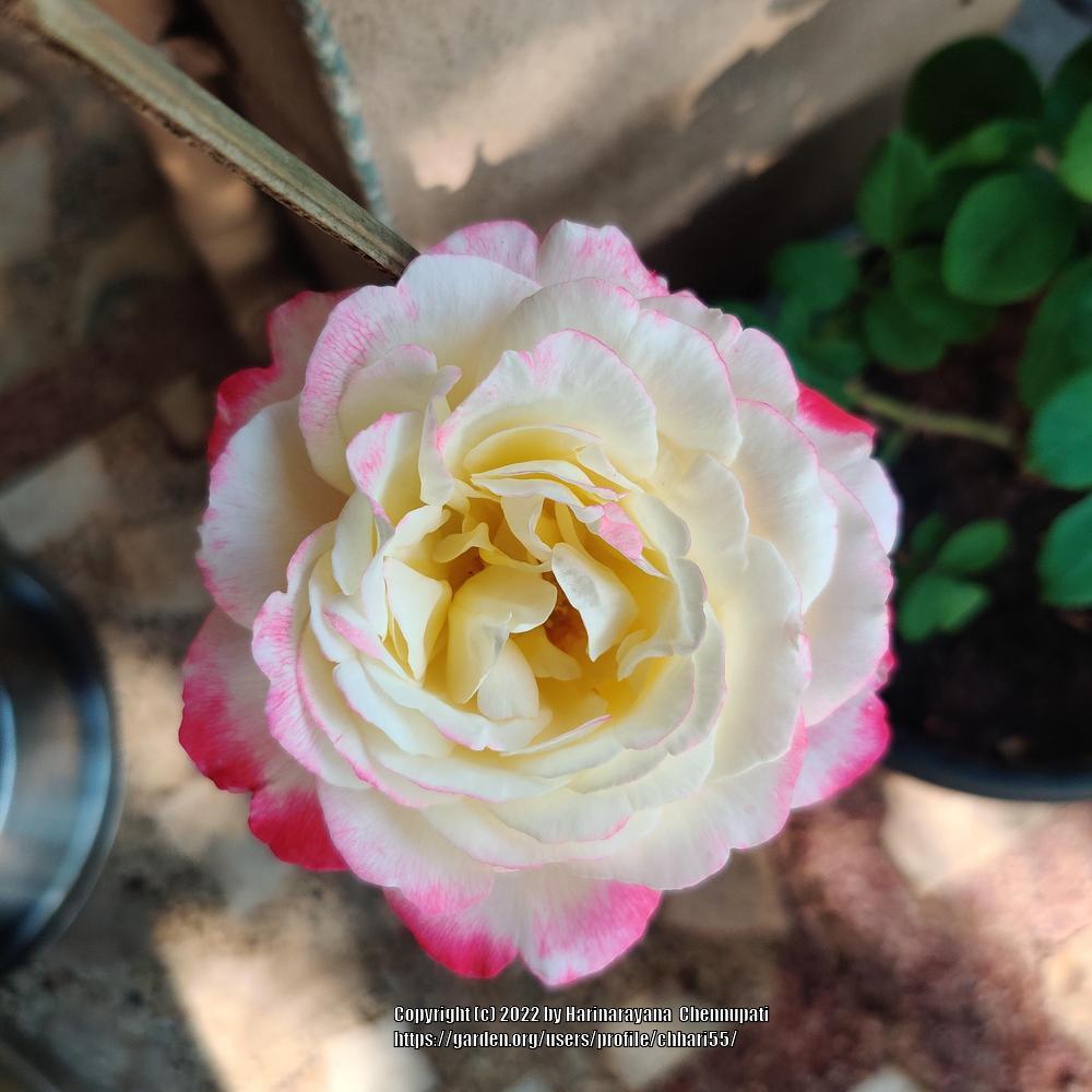 Photo of Hybrid Tea Rose (Rosa 'Double Delight') uploaded by chhari55