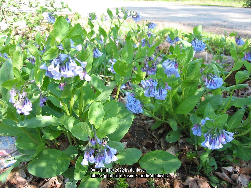 Photo of Virginia Bluebells (Mertensia virginica) uploaded by doglover