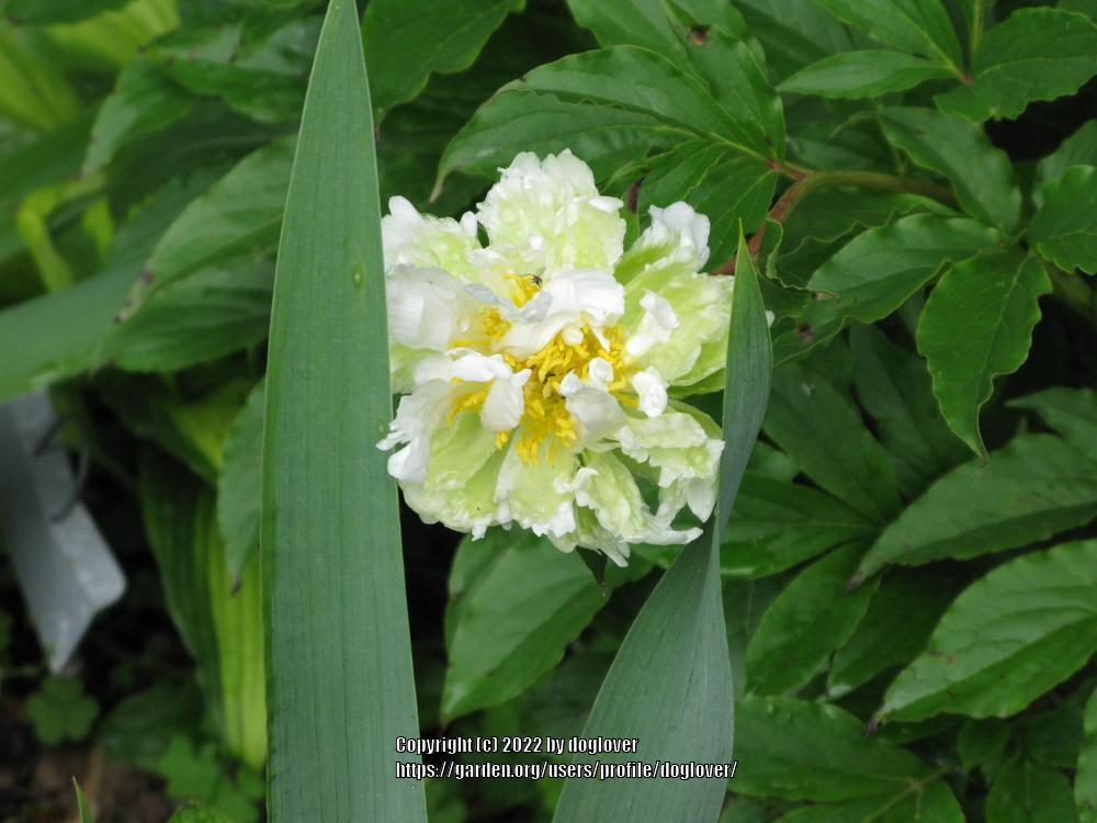 Photo of Chinese Peony (Paeonia lactiflora 'Green Lotus') uploaded by doglover