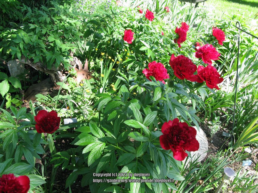 Photo of Peony (Paeonia 'Red Charm') uploaded by doglover