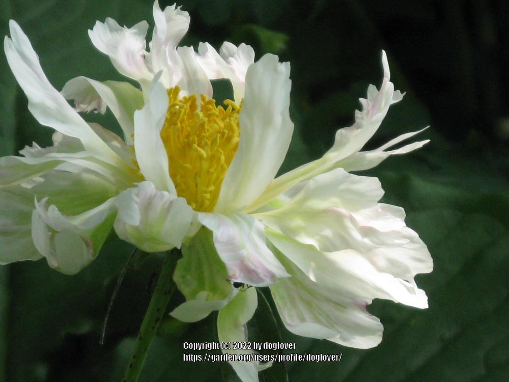 Photo of Chinese Peony (Paeonia lactiflora 'Green Lotus') uploaded by doglover