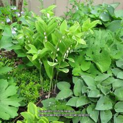 Location: my front yard
Date: 2014-05-14
Leaves of Bloodroot combined with Var. Sol Seal and Hostas