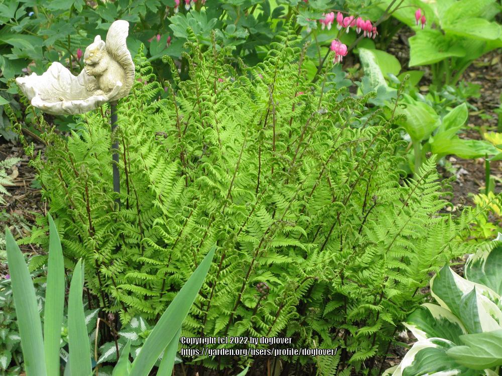 Photo of Red Lady Fern (Athyrium angustum 'Lady in Red') uploaded by doglover