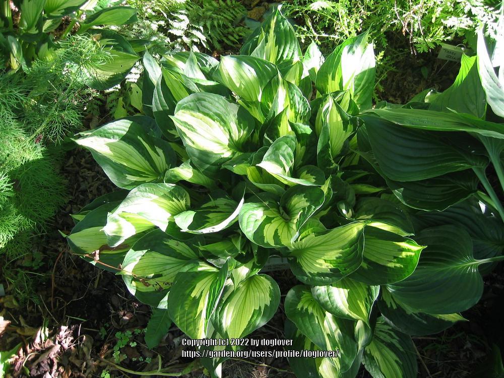 Photo of Hosta 'Whirlwind' uploaded by doglover