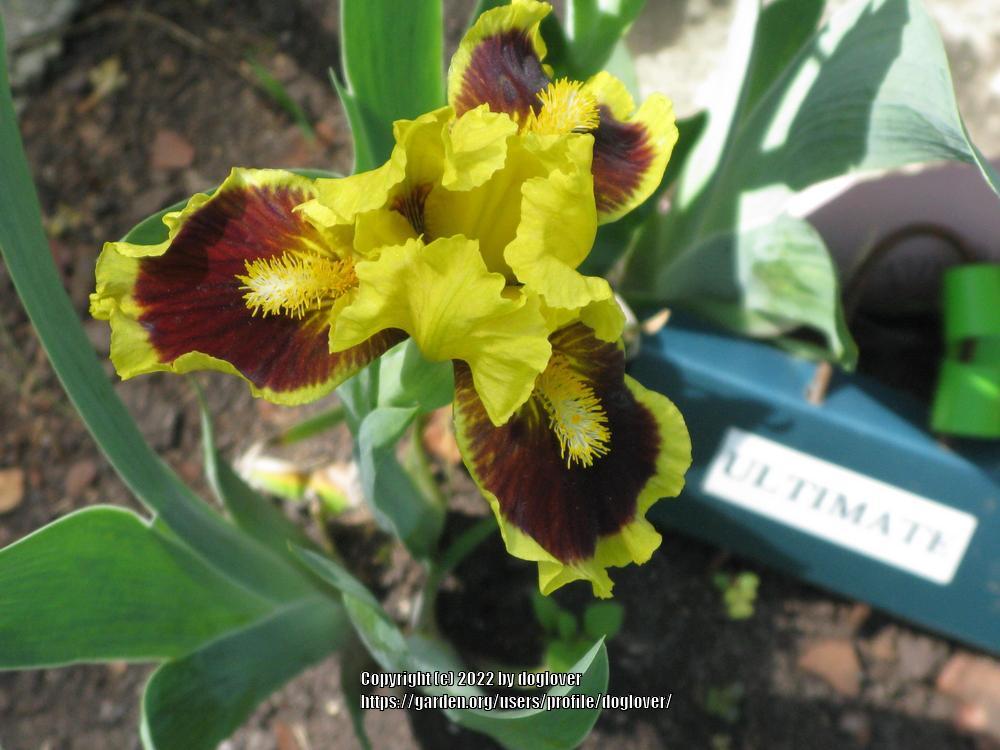 Photo of Standard Dwarf Bearded Iris (Iris 'Ultimate') uploaded by doglover