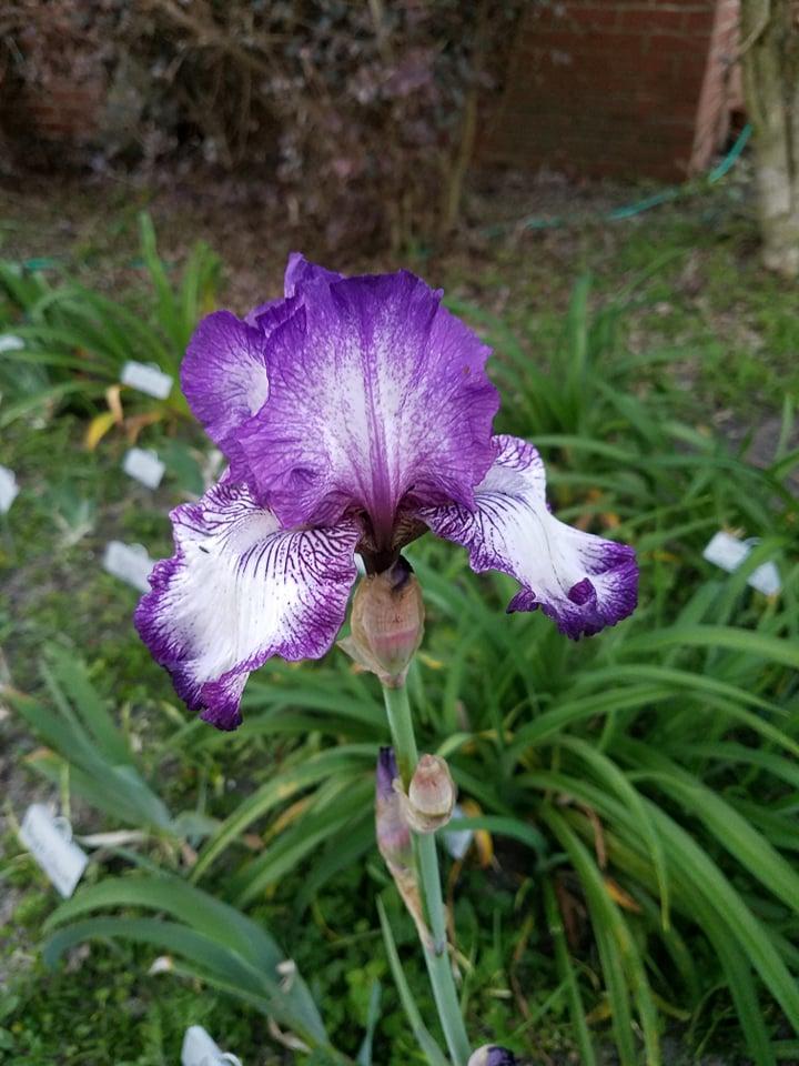 Photo of Tall Bearded Iris (Iris 'Double Shot') uploaded by hol36