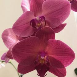 Location: Tampa, Florida
Date: 2022-03-16
My Publix blooming  moth orchid.
