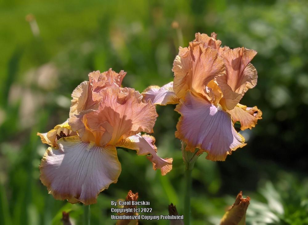 Photo of Tall Bearded Iris (Iris 'Afternoon Delight') uploaded by Artsee1