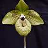 (Paphiopedilum maliponse) Jade Slipper Orchid