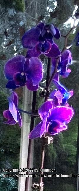 Photo of Moth Orchid (Phalaenopsis) uploaded by bumplbea
