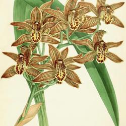 
Date: c. 1887
illustration [as C. giganteum] from 'The Orchid Album', vol. VI b