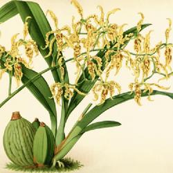 
Date: c. 1887
illustration [as Odontoglossum pardinum] from 'The Orchid Album',