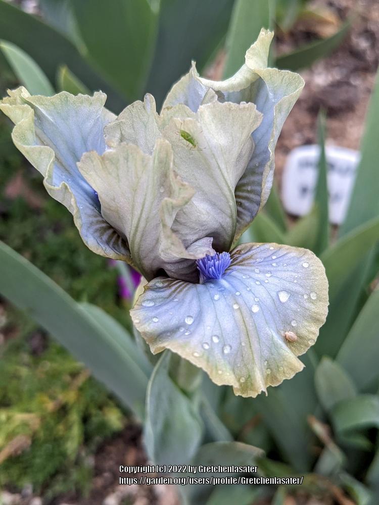 Photo of Miniature Dwarf Bearded Iris (Iris 'Aaah') uploaded by Gretchenlasater