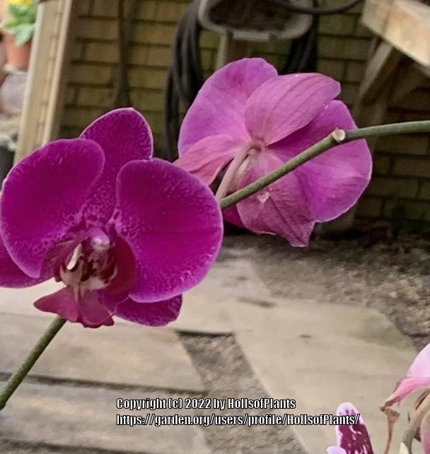 Photo of Moth Orchid (Phalaenopsis) uploaded by HollsofPlants