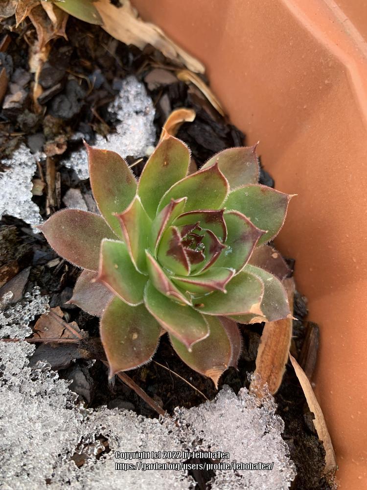 Photo of Hen and Chicks (Sempervivum 'Pluto') uploaded by JebobaTea