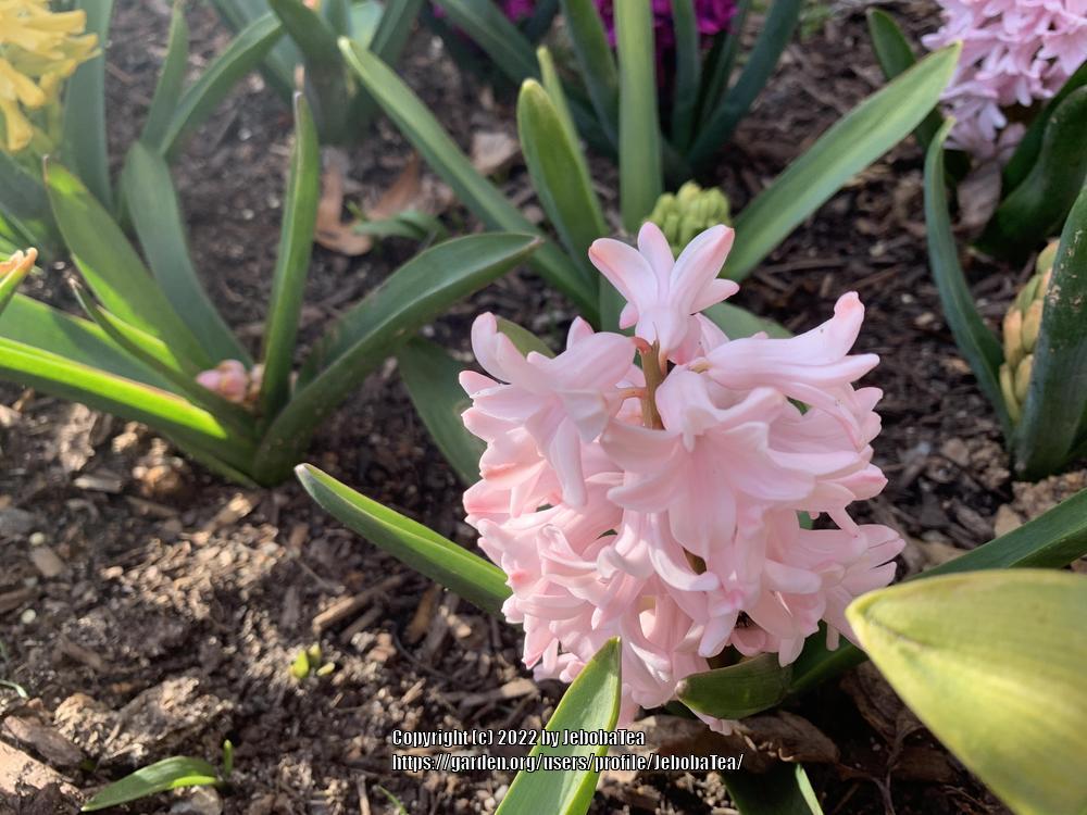 Photo of Hyacinth (Hyacinthus orientalis) uploaded by JebobaTea