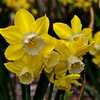 Pipit Daffodil 001