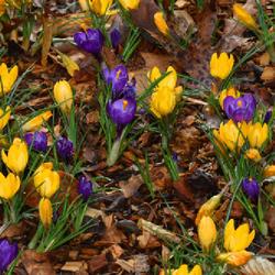 Location: Botanical Gardens of the State of Georgia...Athens, Ga
Date: 2022-03-17
Purple And Yellow Crocus 001