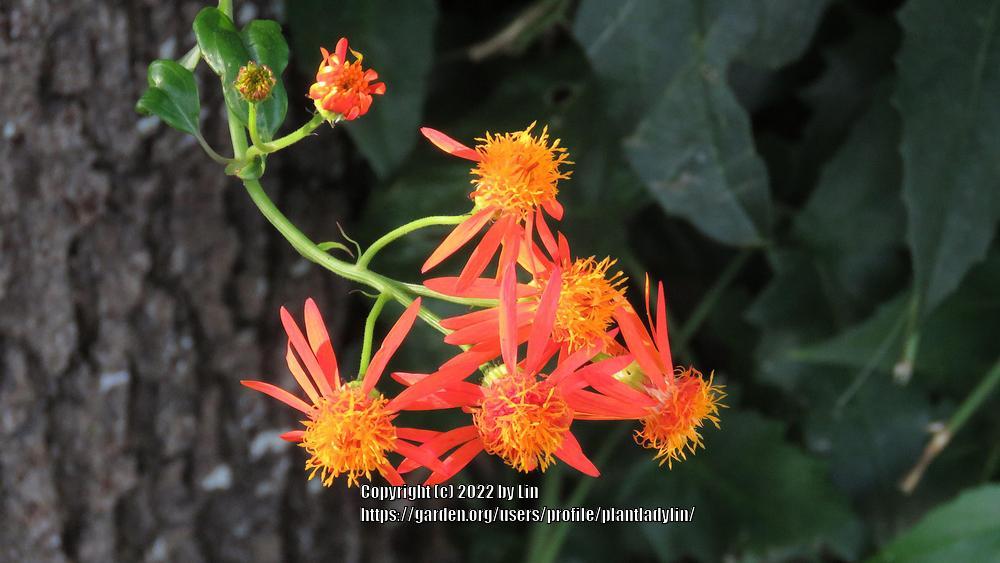 Photo of Mexican Flame Vine (Pseudogynoxys chenopodioides) uploaded by plantladylin
