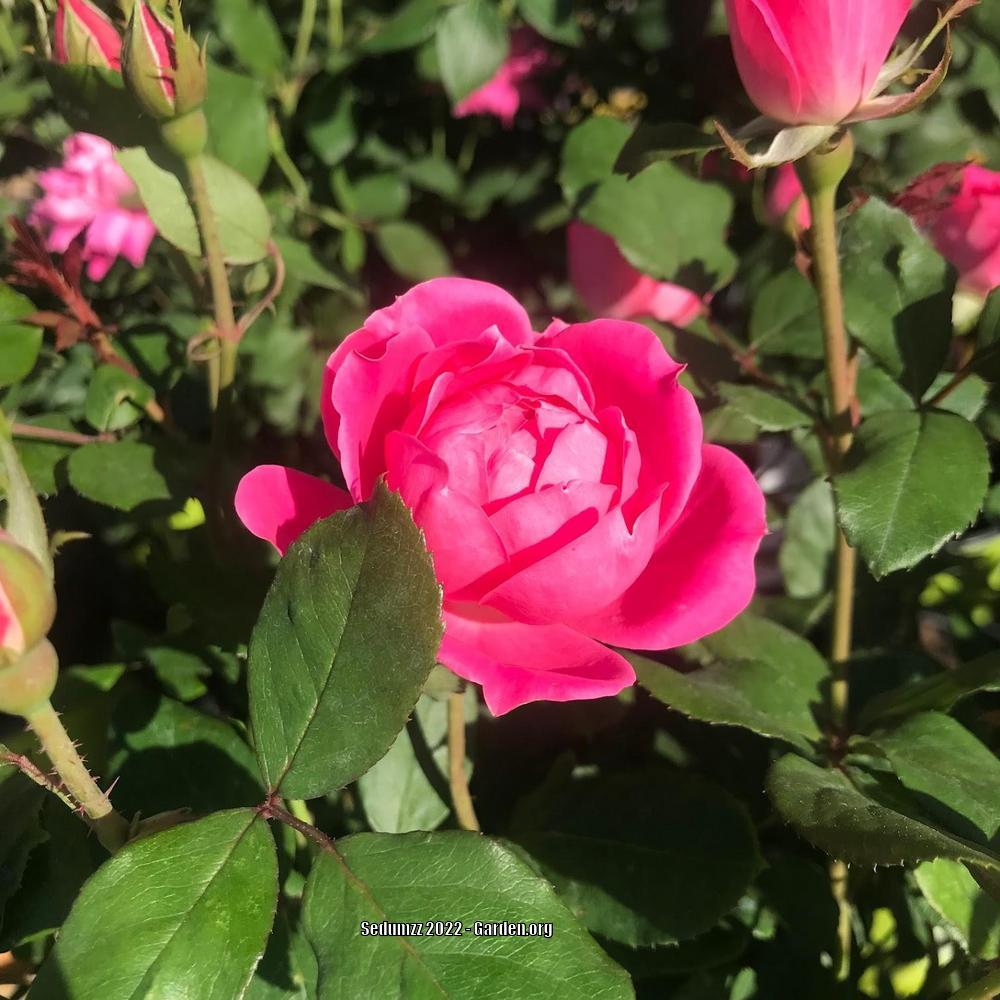 Photo of Rose (Rosa 'Pink Double Knock Out') uploaded by sedumzz