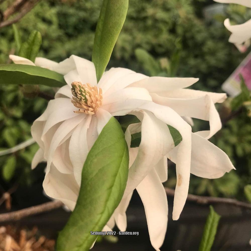 Photo of Star Magnolia (Magnolia stellata 'Royal Star') uploaded by sedumzz