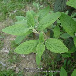 Location: Viburnum Valley Farm, Scott County KY
Date: 2008-05-01
Willowwood Viburnum mint green leaves on new growth extensions wi