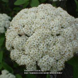 Location: Viburnum Valley Farm, Scott County KY
Date: 2008-05-01
Willowwood Viburnum closeup of large dense blooms (do you see the