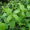 Tonawanda Arrowwood Viburnum with new foliage, flower buds ready 