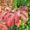 Wavecrest Siebold Viburnum showing excellent fall foliage charact