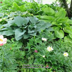 Location: my front yard
Date: 2010-05-23
Krossa Regal hosta and Sum & Substance with ferns, peonies and mi