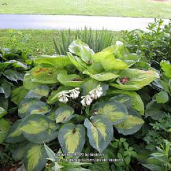 Location: my front yard
Date: 2009-06-28
Super Nova in front and Sum and Substance hosta behind