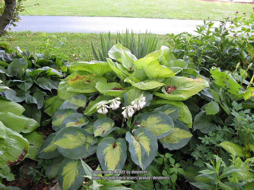 Photo of Hosta 'Sum and Substance' uploaded by doglover