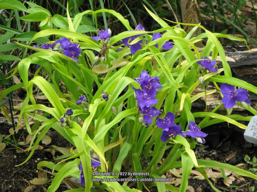 Photo of Spiderwort (Tradescantia 'Sweet Kate') uploaded by doglover