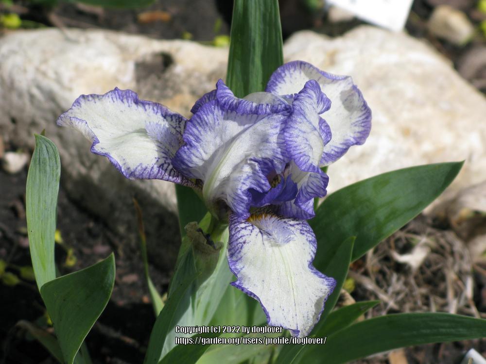 Photo of Standard Dwarf Bearded Iris (Iris 'Stitch Witch') uploaded by doglover