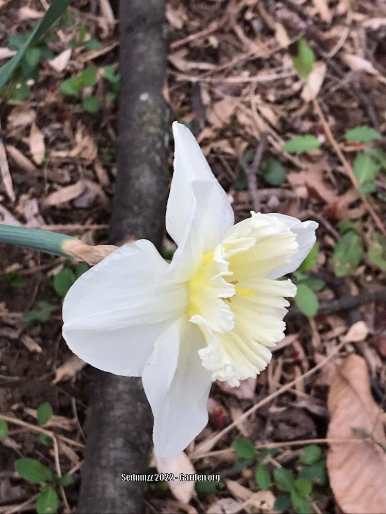 Photo of Large-Cupped Daffodil (Narcissus 'Ice Follies') uploaded by sedumzz