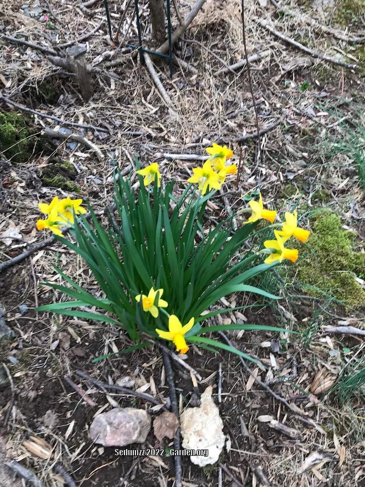 Photo of Cyclamineus Daffodil (Narcissus 'Jetfire') uploaded by sedumzz