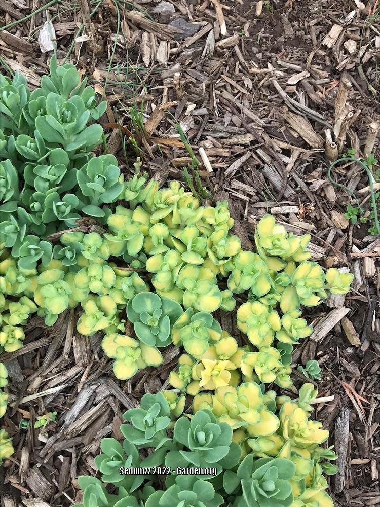 Photo of Garden Stonecrop (Hylotelephium erythrostictum 'Mediovariegatum') uploaded by sedumzz