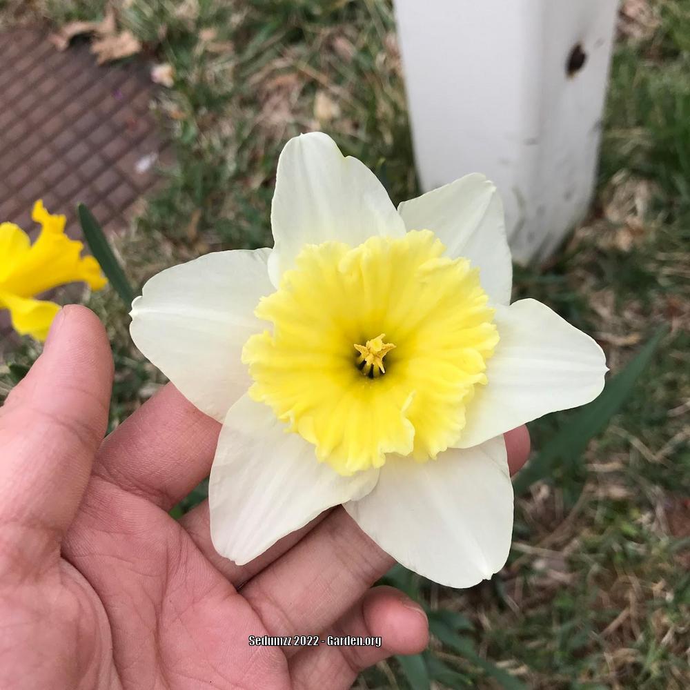 Photo of Large-Cupped Daffodil (Narcissus 'Ice Follies') uploaded by sedumzz
