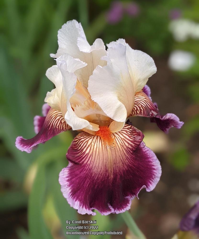 Photo of Tall Bearded Iris (Iris 'Care To Dance') uploaded by Artsee1