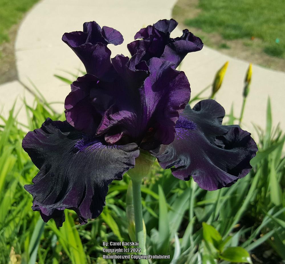 Photo of Tall Bearded Iris (Iris 'Badlands') uploaded by Artsee1