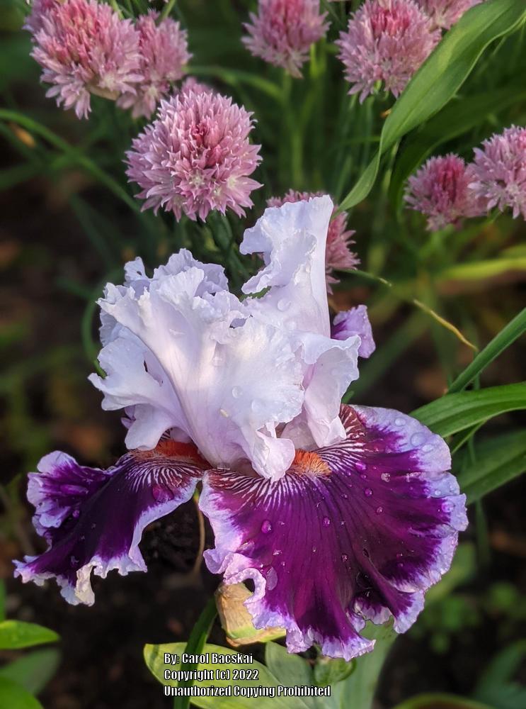 Photo of Tall Bearded Iris (Iris 'Daring Deception') uploaded by Artsee1