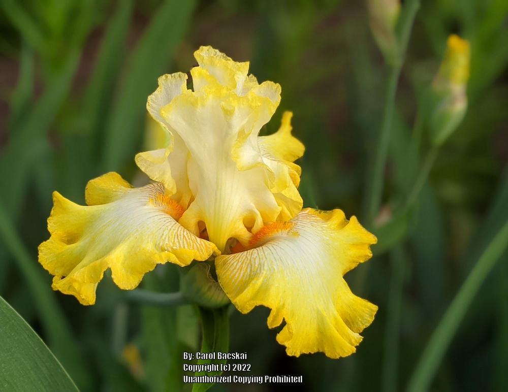 Photo of Tall Bearded Iris (Iris 'Zesting Lemons') uploaded by Artsee1