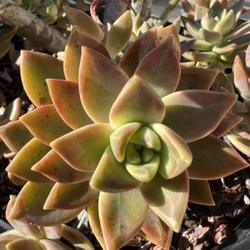 Location: Tampa, FL
Date: 03/20/2022
Just a succulent sunning itself….