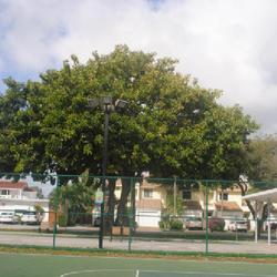 Location: Lauderdale-by-the-Sea, Florida
Date: 2022-02-24
full-grown tree in southern Florida outside
