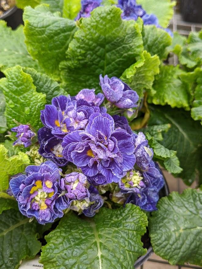 Photo of Primrose (Primula vulgaris Belarina® Cobalt Blue) uploaded by Joy
