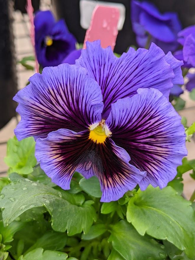 Photo of Violet (Viola cornuta 'Frizzle Sizzle Blue') uploaded by Joy