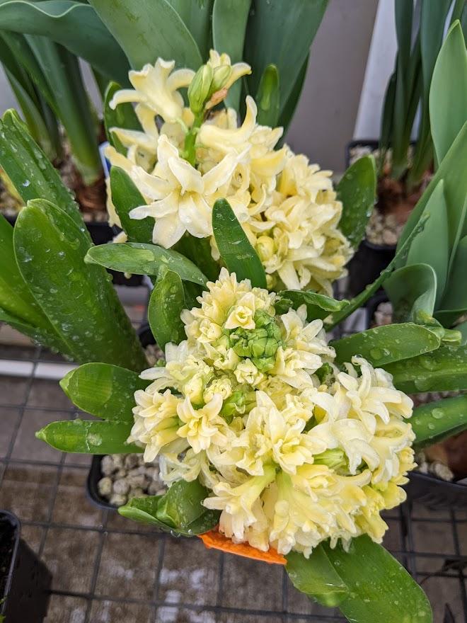 Photo of Dutch Hyacinth (Hyacinthus orientalis 'City of Haarlem') uploaded by Joy