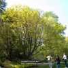 Japanese Striped Maple whole tree with new leaves and flowers eme