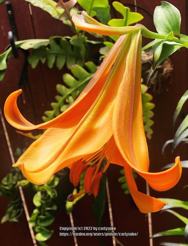 Photo of Lily (Lilium African Queen) uploaded by carlysuko